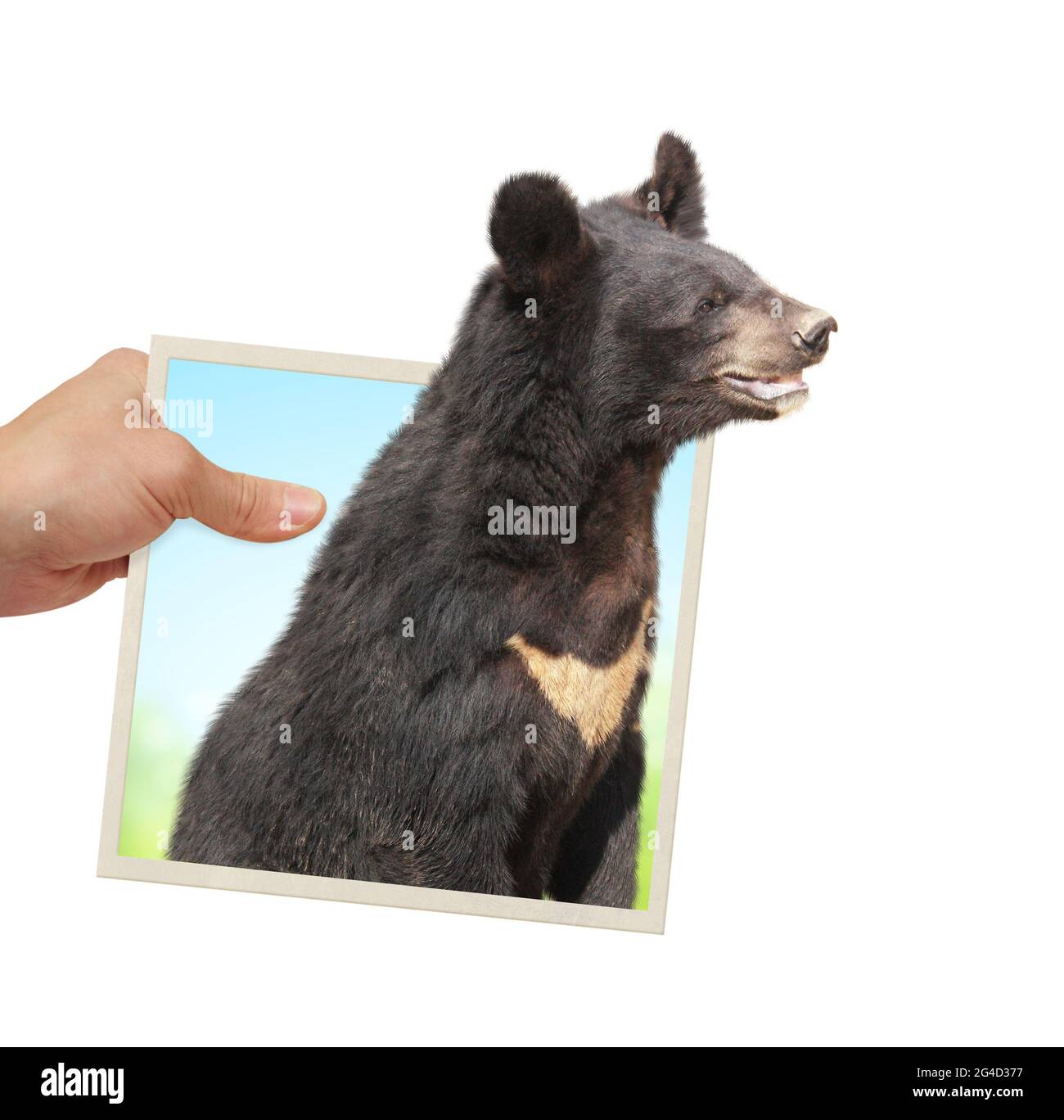 Human hand holds a photograph with curious Asiatic black bear looking out of from photography. Opportunities, nature and ecology concepts. Isolated on Stock Photo