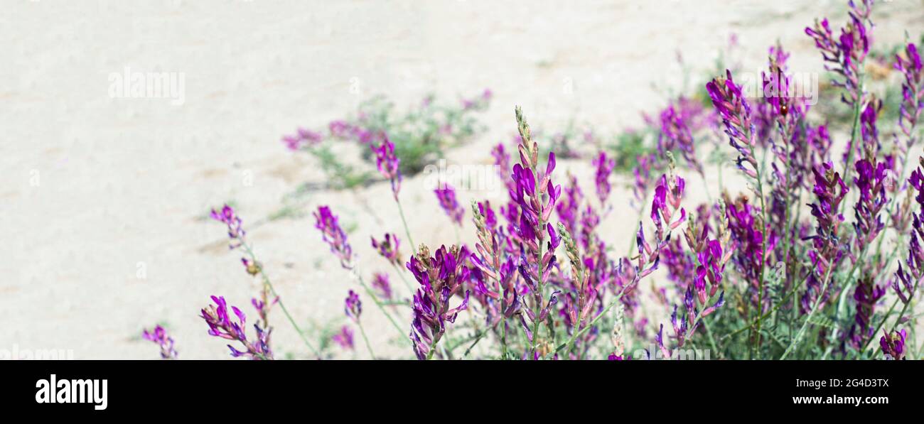 Lilac flowers on the sand dunes. Flower corner for post announcement. Copy space for text. Banner. Stock Photo