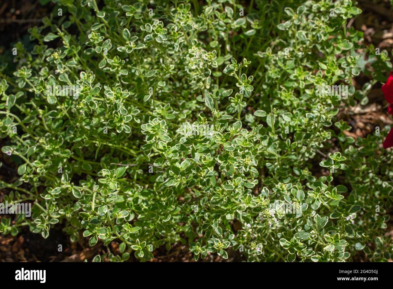 Close-up view of a variegated lemon thyme (thymus citriodorus) herb plant in a sunny herb garden with cedar bark mulch Stock Photo