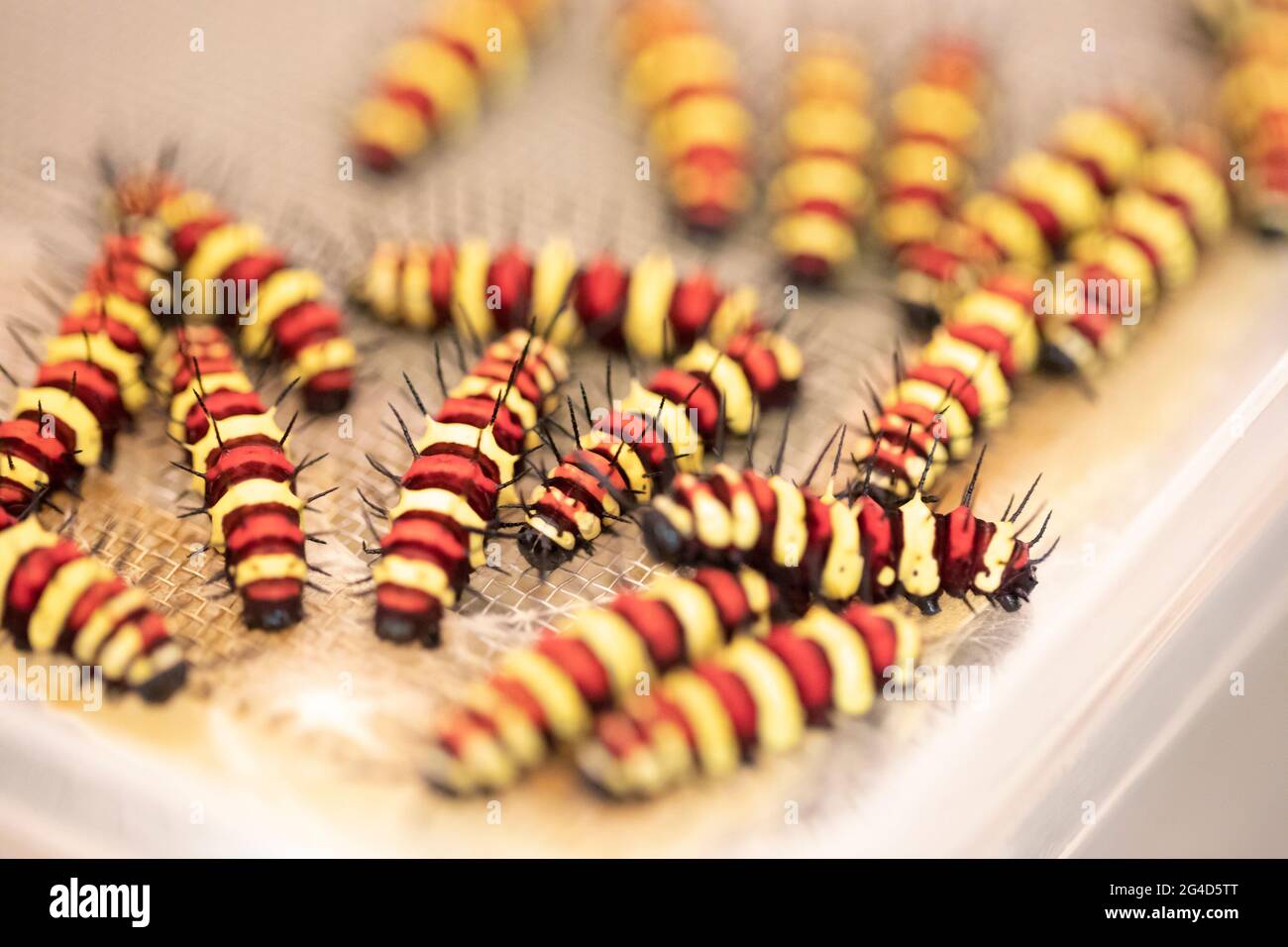 Leopard Lacewing butterfly worm many on care box Stock Photo
