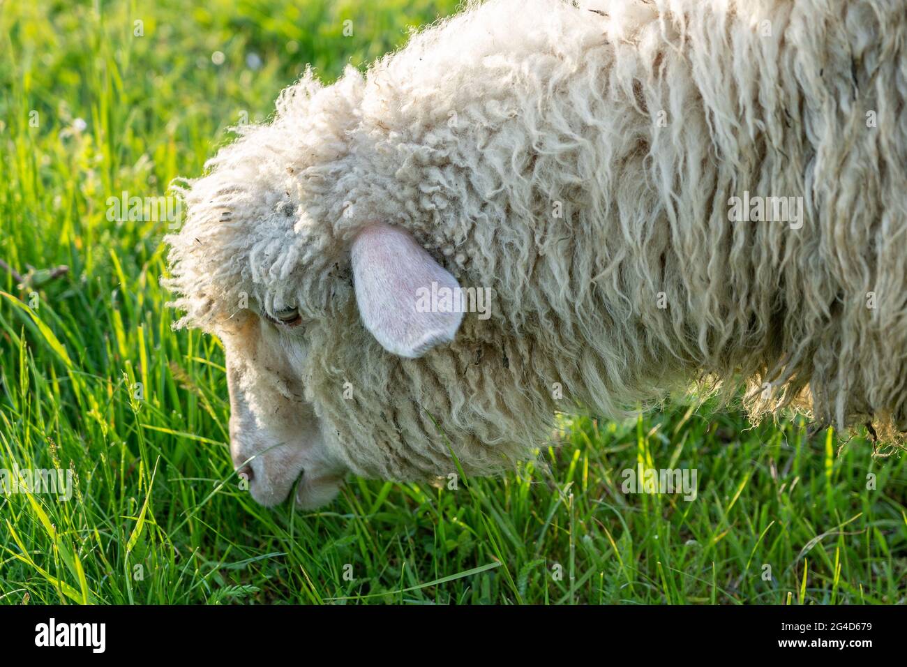 Sheep in Chcholowska Valley Stock Photo