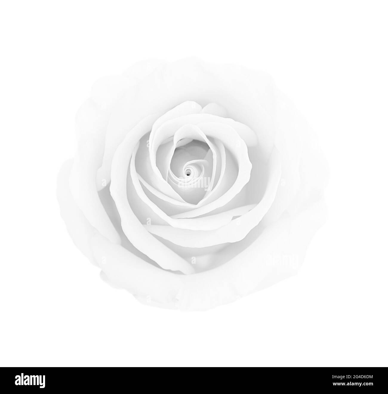 White gray rose isolated on white background, soft focus and clipping path Stock Photo