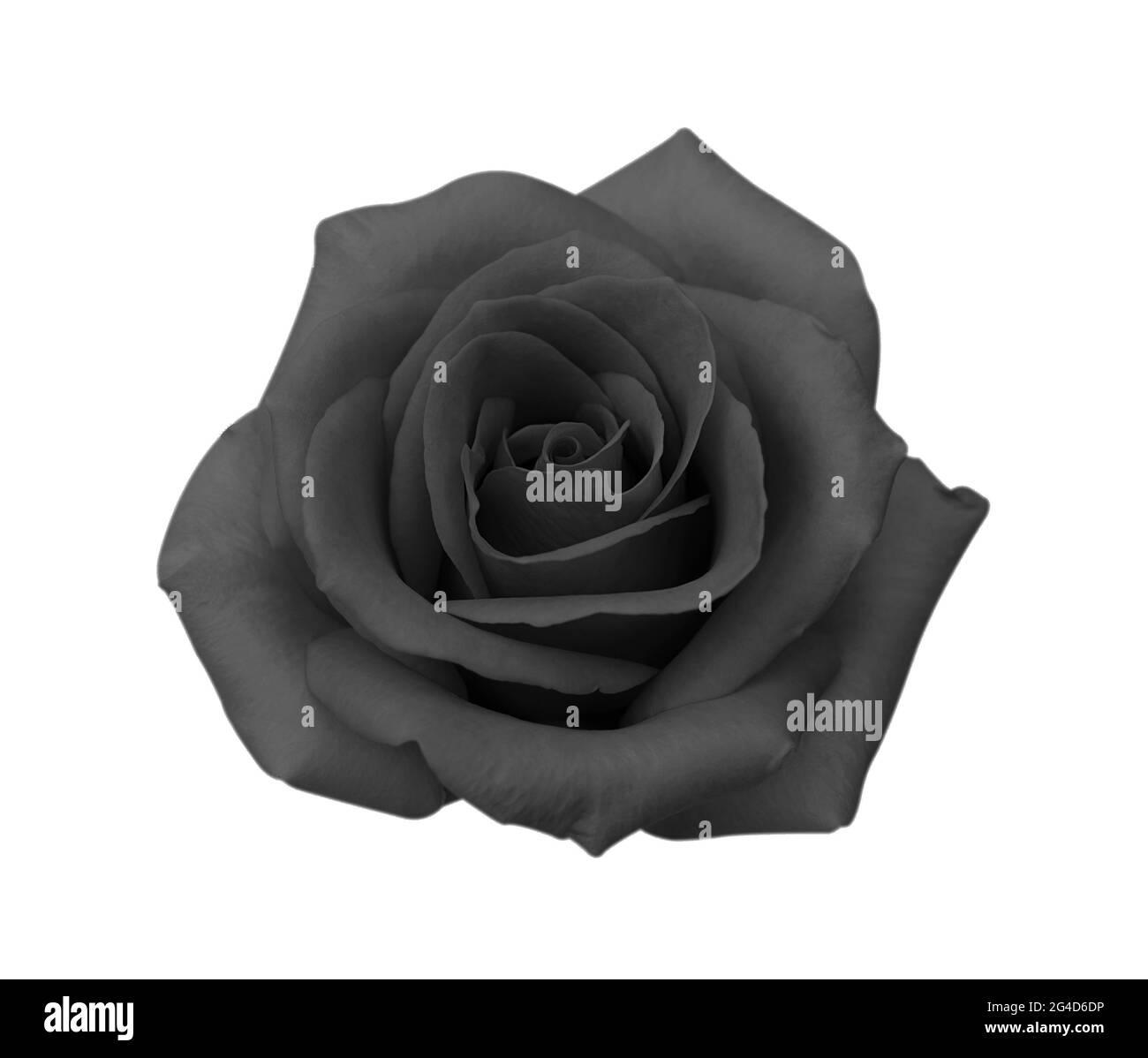 Black rose flower isolated on white background, soft focus and clipping