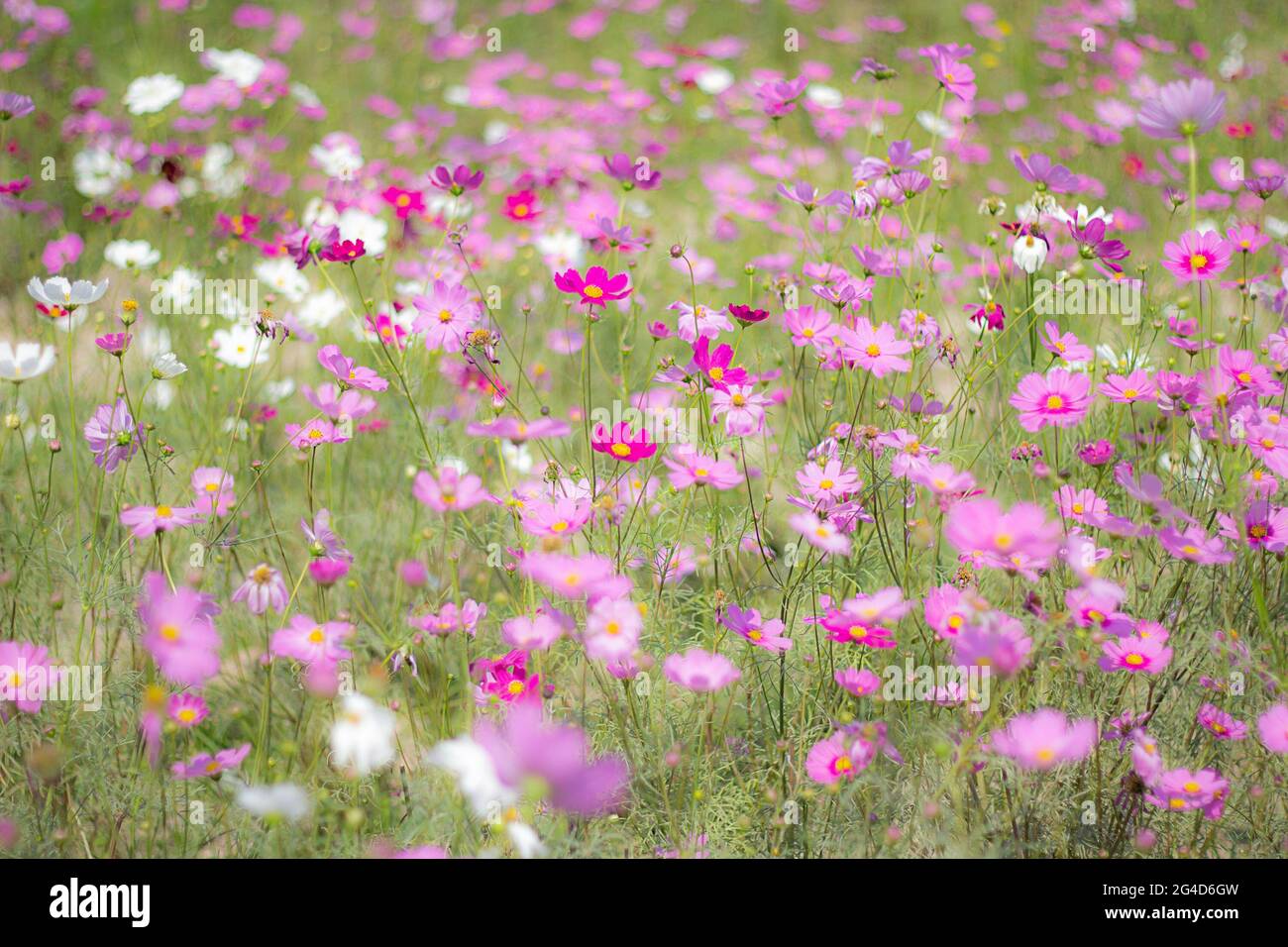 A field of pink cosmos flowers glistening in a dream, blur and solf focus Stock Photo