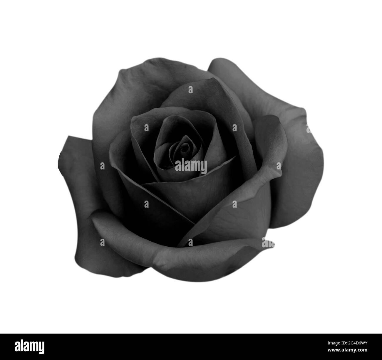 Black rose isolated on white background, clipping path and - soft focus. Stock Photo