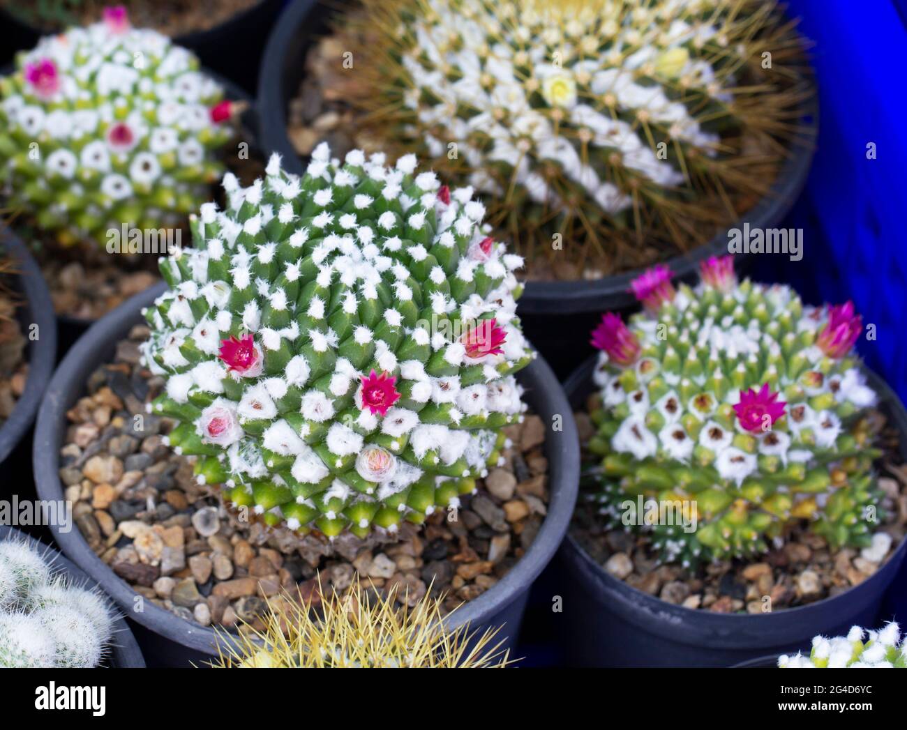 cactus pink flower closeup in the garden. Stock Photo