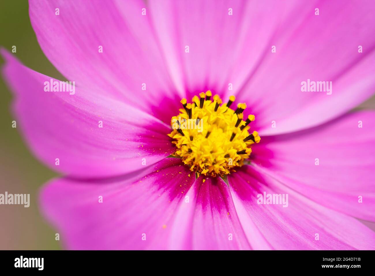 close up pink cosmo flower Stock Photo