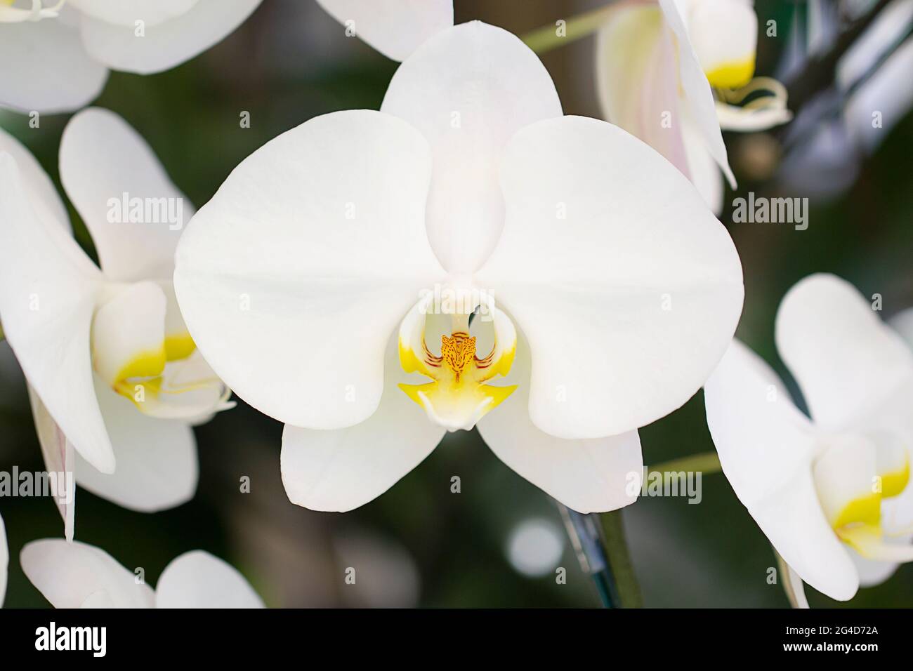 Close-up white orchid in the gaden Stock Photo