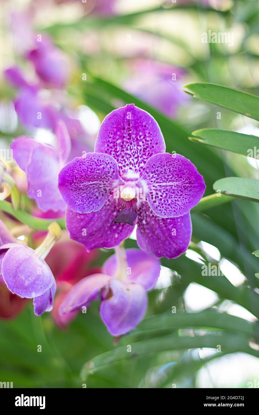 Close-up Purple orchid in the garden, vertical Stock Photo