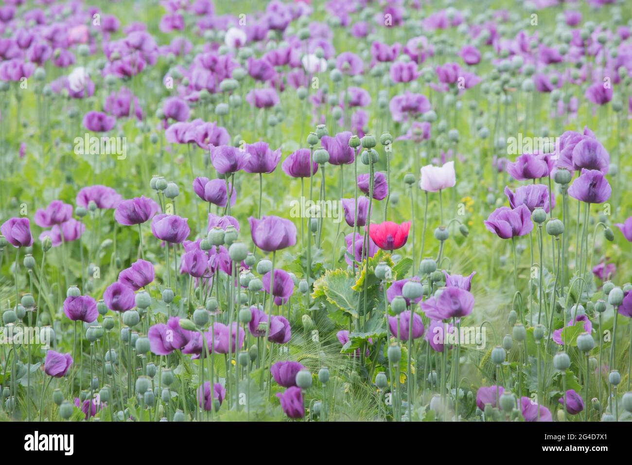 Purple Poppies High Resolution Stock Photography and Images - Alamy