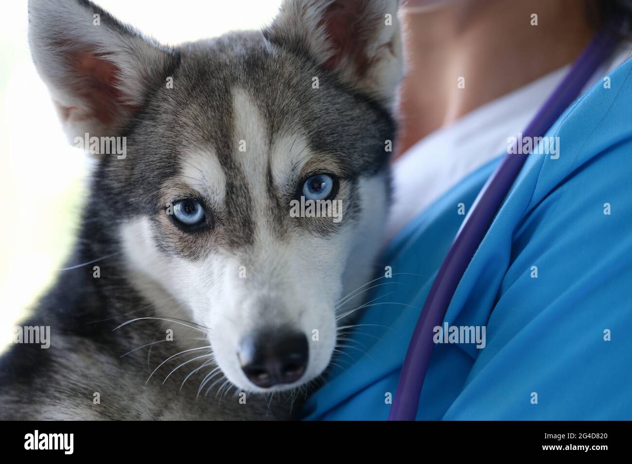 Veterinarian is holding beautiful husky dog with blue eyes in arms ...