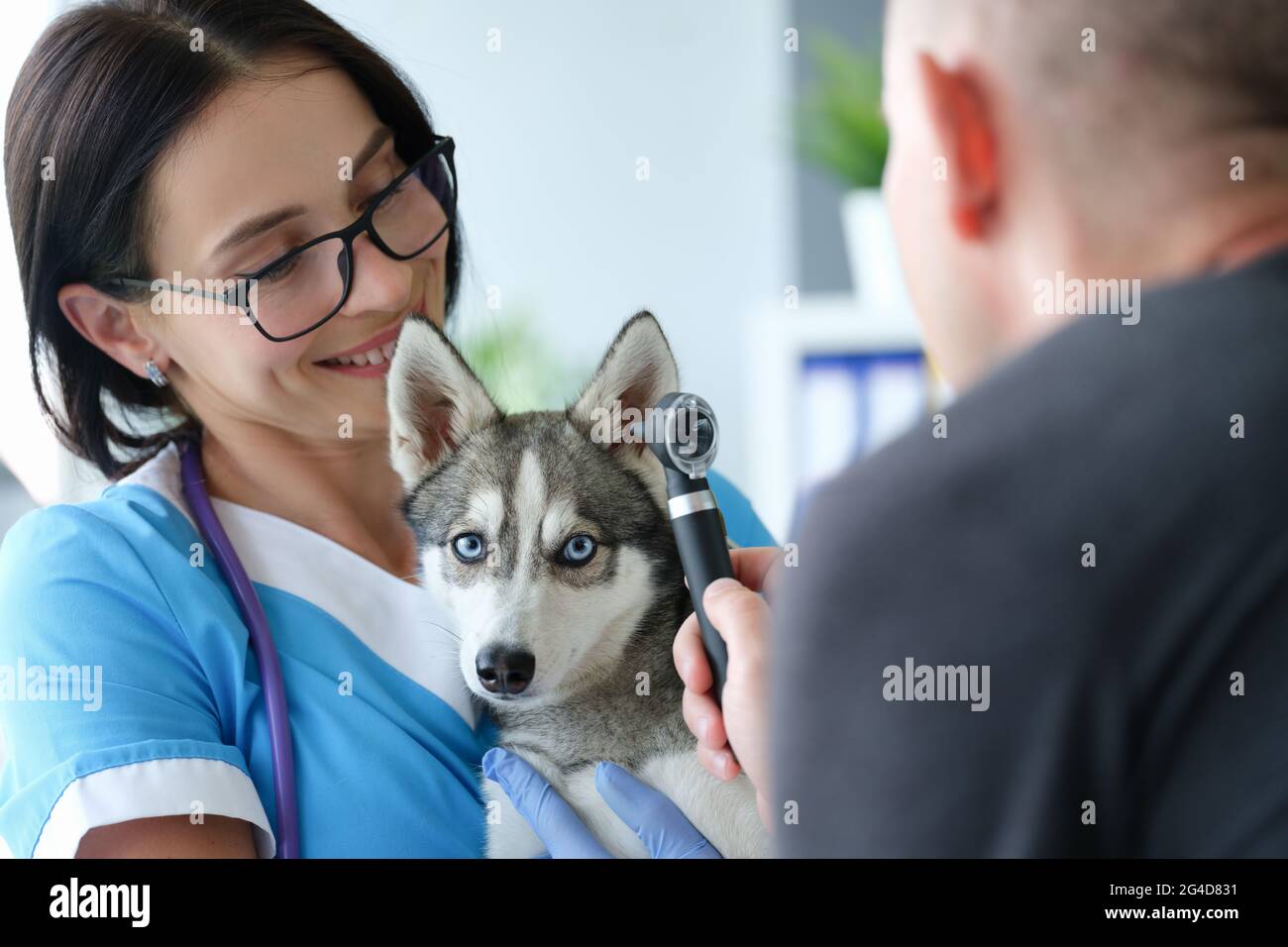 Veterinarian conducts physical examination of dog ear Stock Photo Alamy