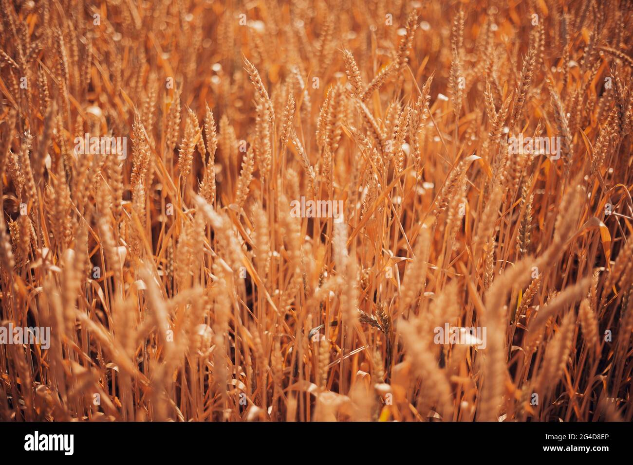 Time harvest field wheat hi-res stock photography and images - Alamy