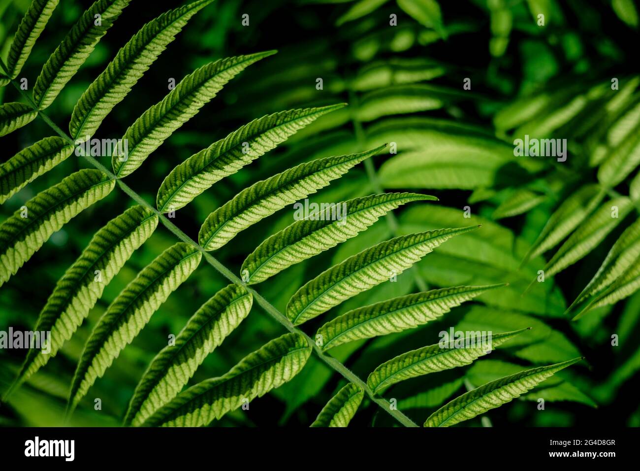 Rhus typhina leaves texture background . Sumac tree Stock Photo
