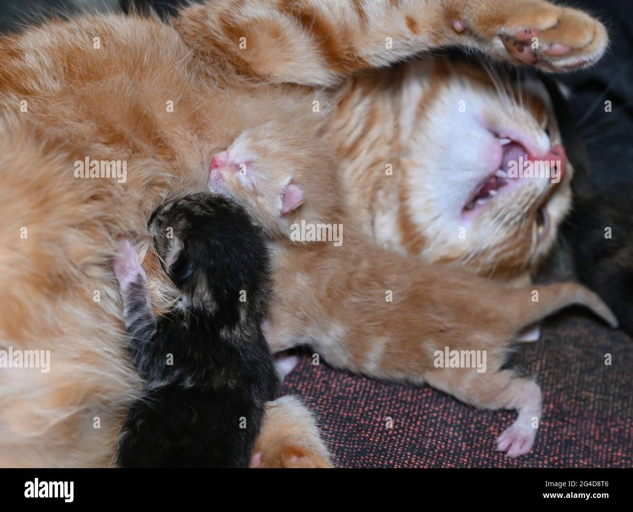 Do Male Cats Recognize Their Offspring ar.inspiredpencil.com