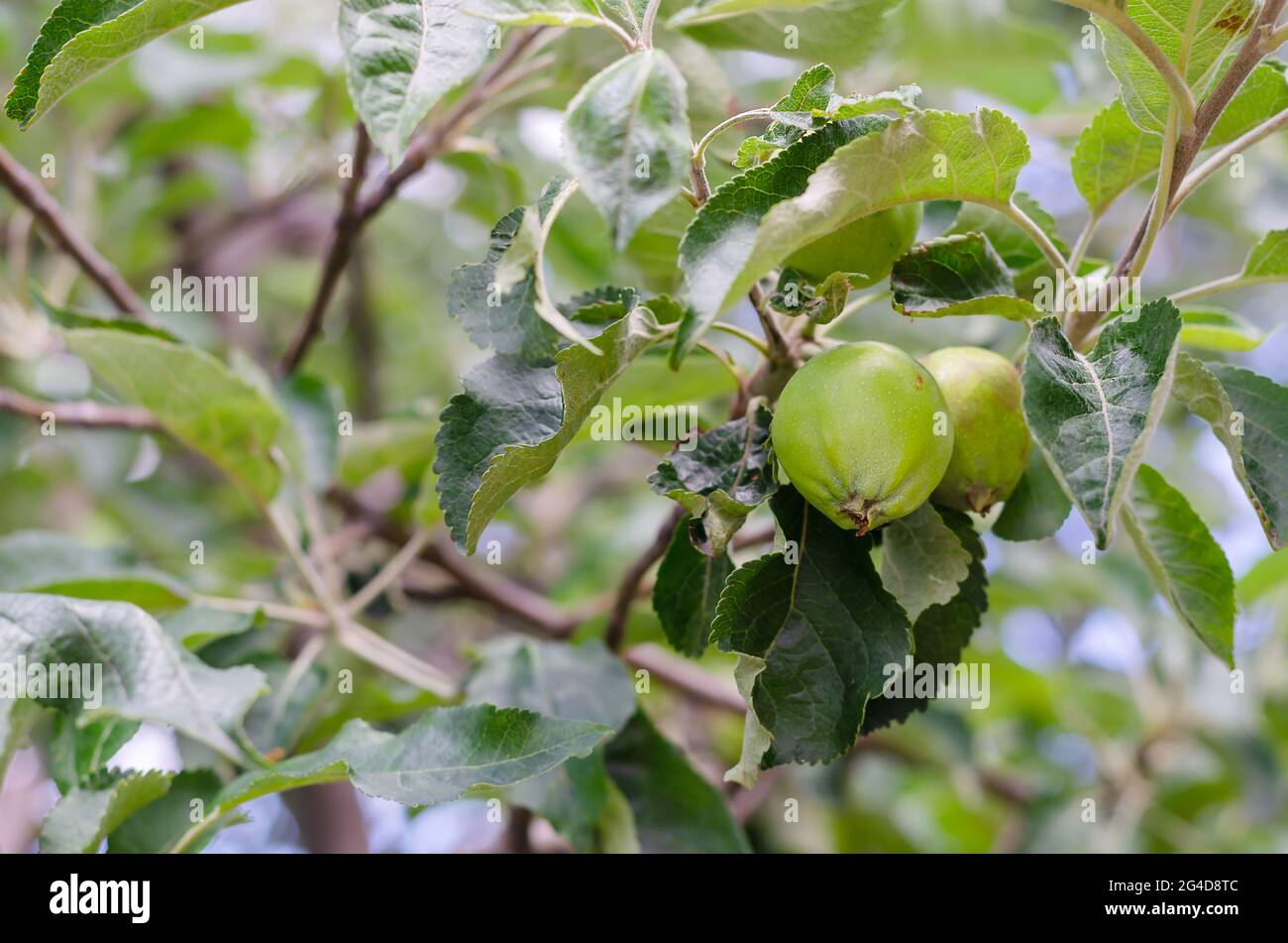 Little green unripe apples on a branch. Green fruits among the twisted
