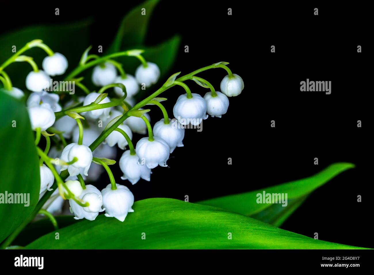 Beautiful lily valley flowers hi-res stock photography and images - Alamy