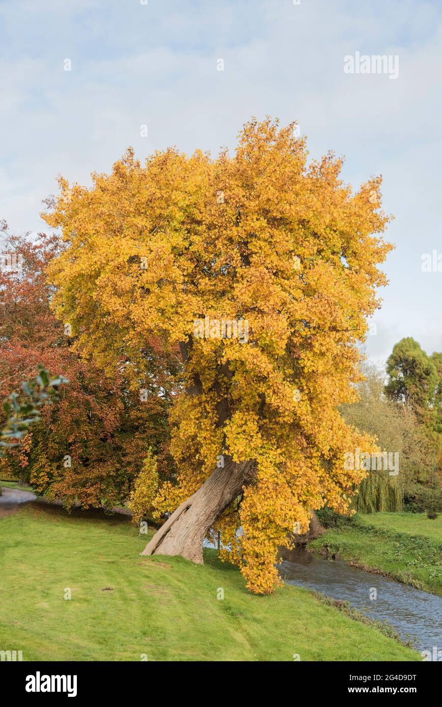An ancient Ginko biloba tree in full autumn color  growing in a Staffordshire Parkland England UK Stock Photo