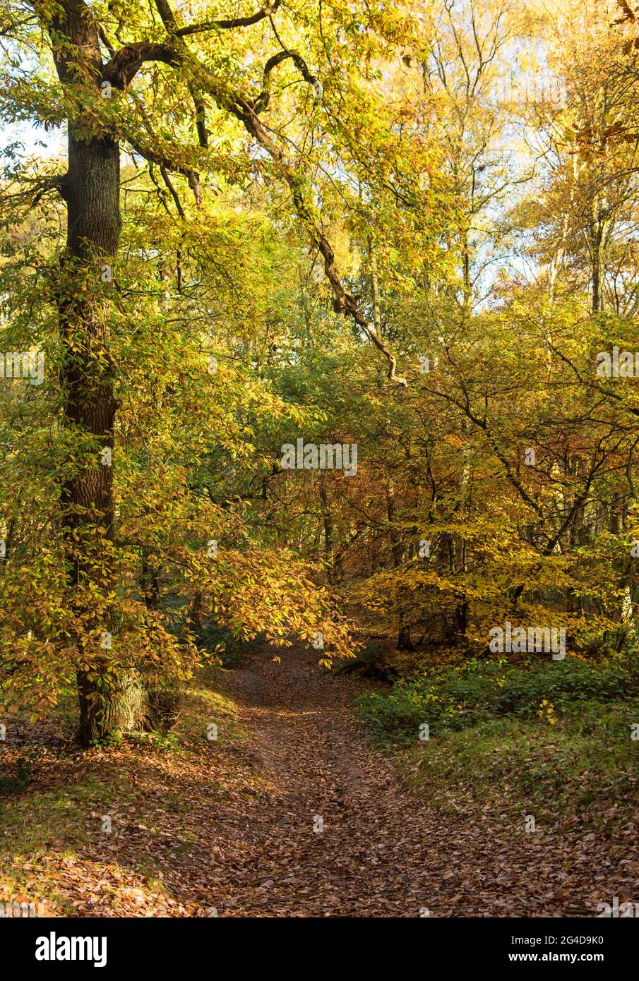 Autumn trees in full color located in a Staffordshire woodland England ...