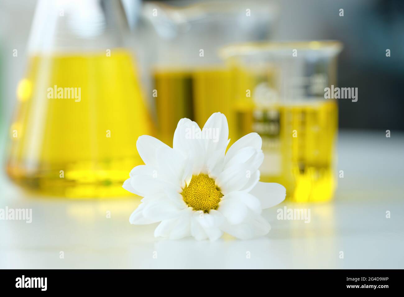 Chamomile flower and organic oil from flowers on table in test tubes Stock Photo