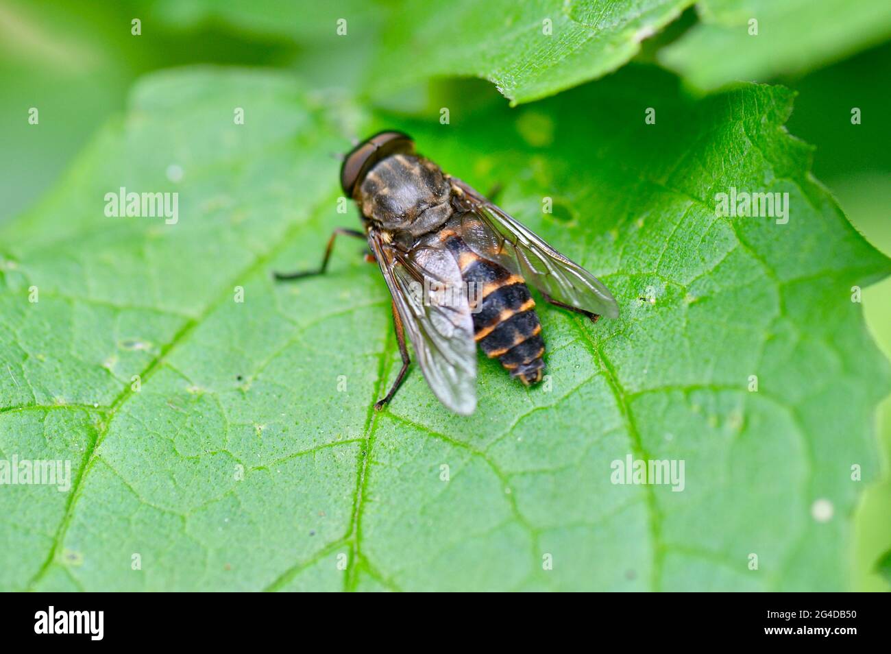 Andrena - Sandbiene - Erdbiene - auf einem Blatt sitzend von oben Stock Photo