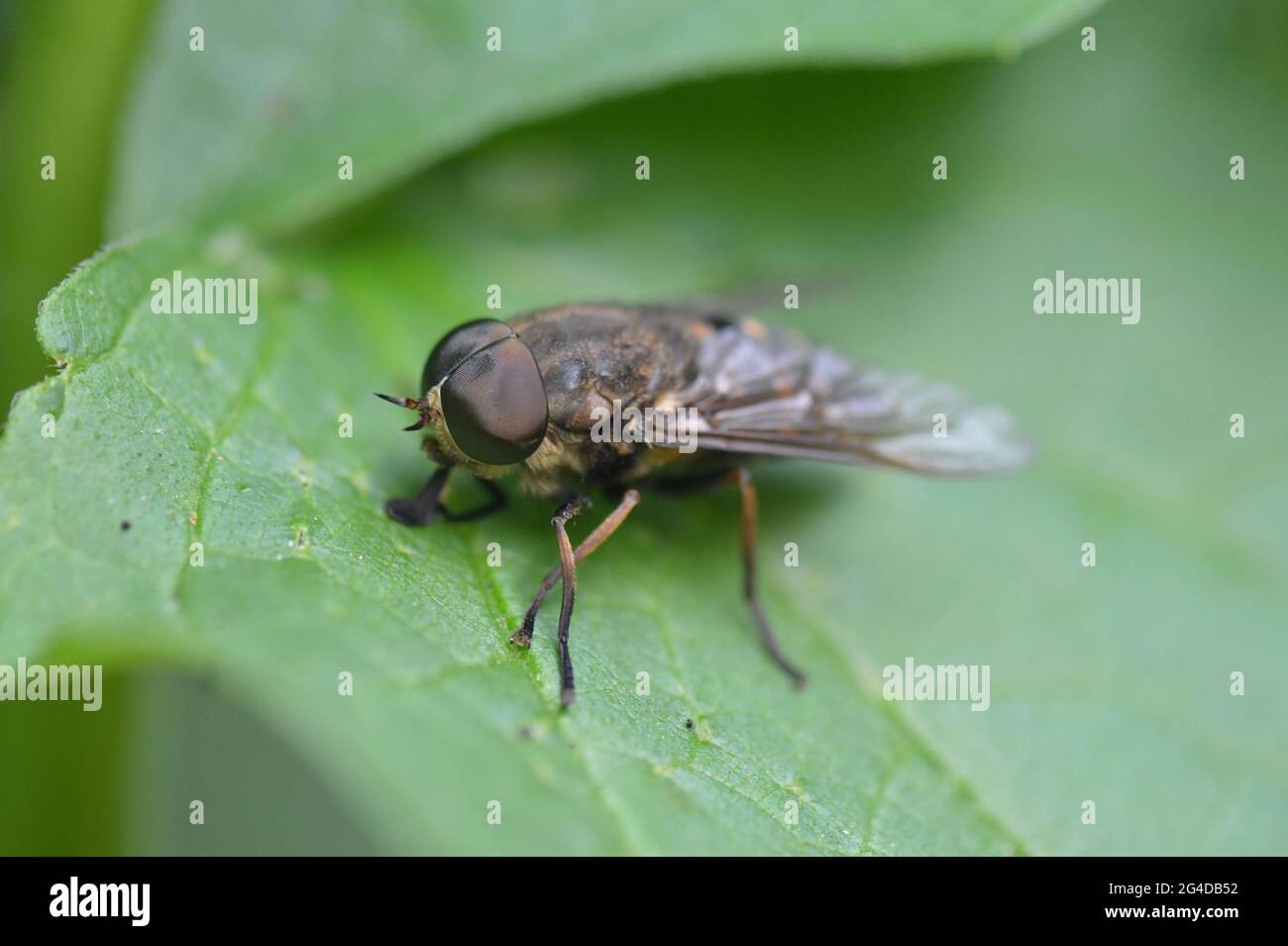 Andrena - Sandbiene - Erdbiene - auf einem Blatt sitzenden vorne links Stock Photo