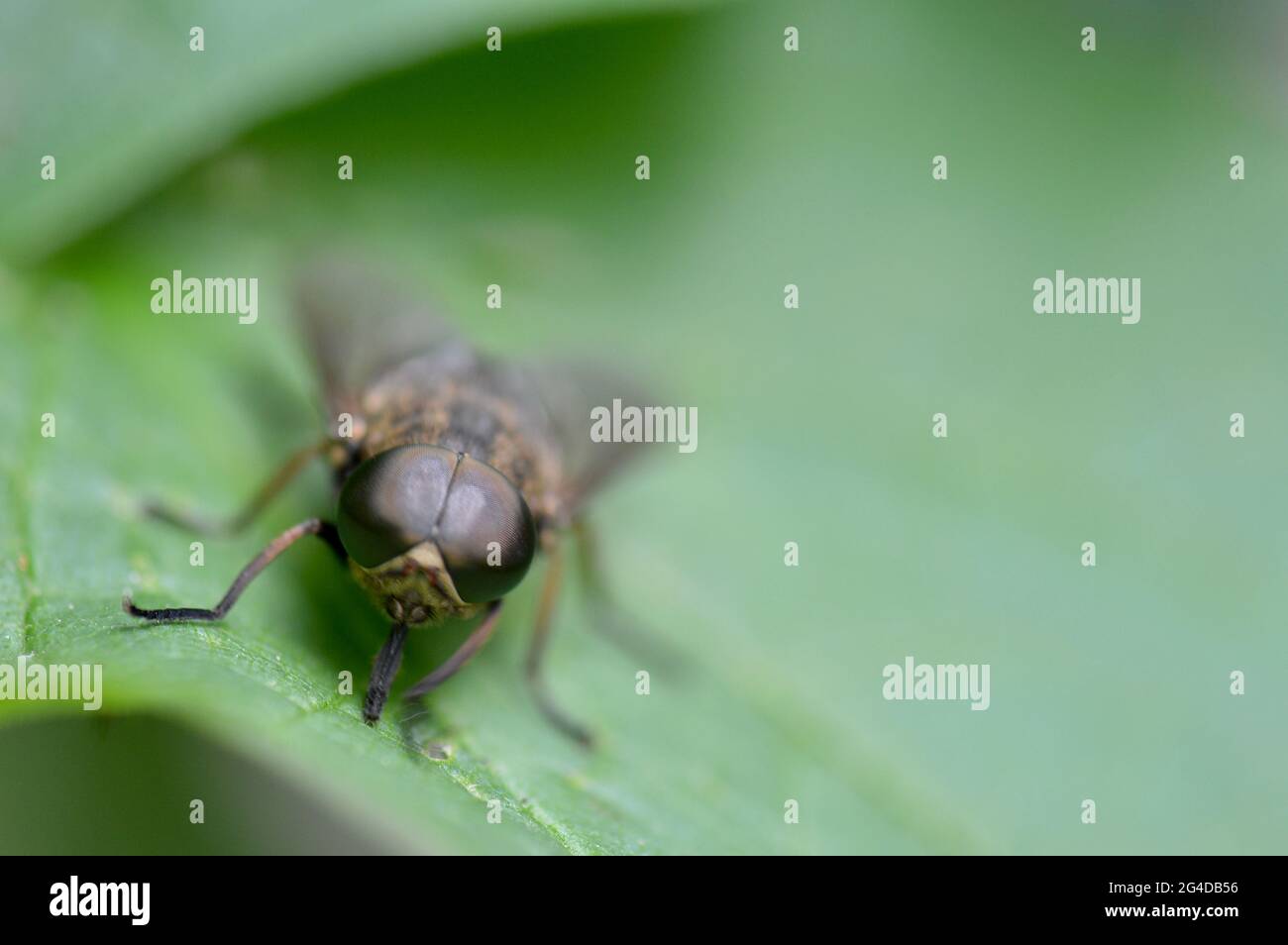Andrena - Sandbiene - Erdbiene - auf einem Blatt sitzend von vorne Stock Photo