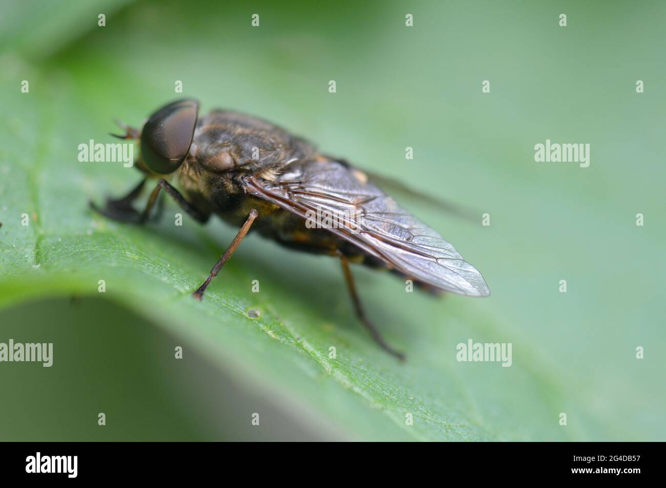 Andrena - Sandbiene - Erdbiene - auf einem Blatt sitzend von links seitlich fotografiert Stock Photo