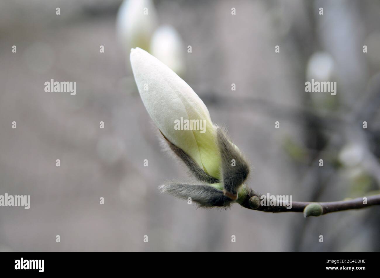 White magnolia bud hi-res stock photography and images - Alamy