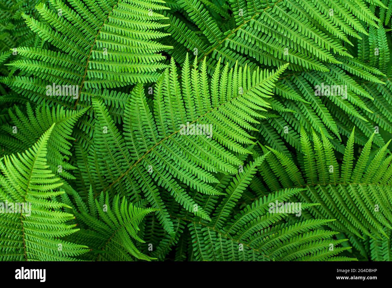 Background photography of fern Stock Photo - Alamy