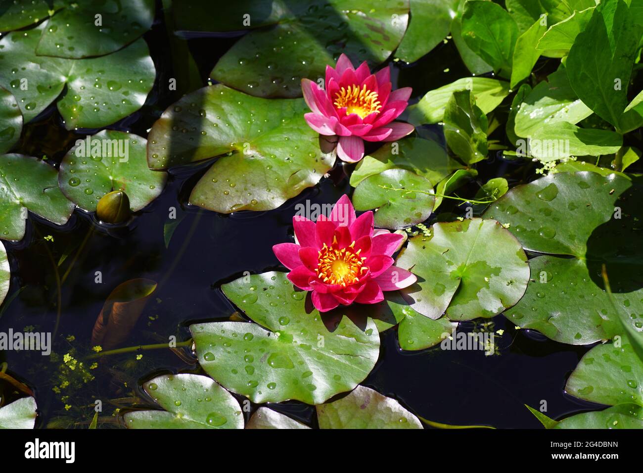 Red flowers of the water lily Nymphaea firecrest with yellow stamens in a pond in a Dutch garden in June. Stock Photo