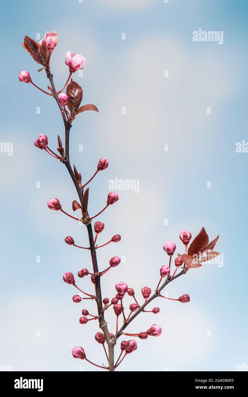 Flowering pink Cherry flowers on sblue ky background. Opening Sakura