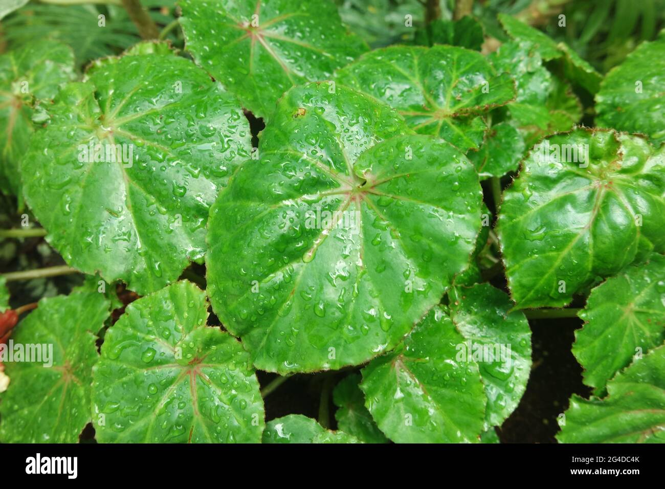 Water drops on Begonia Nagare Leaves Stock Photo