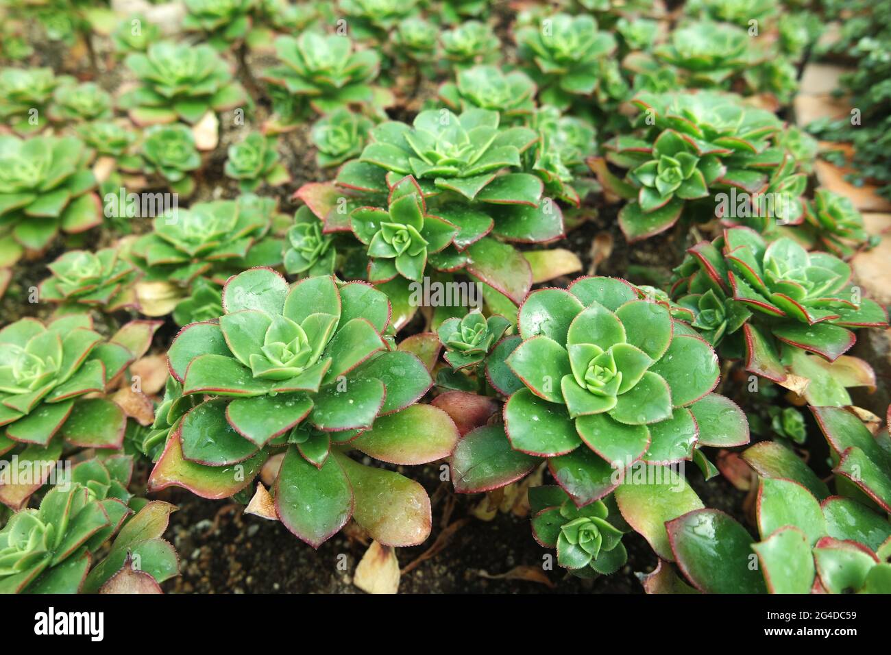 Aeonium decorum variegata Succulent Plants Stock Photo