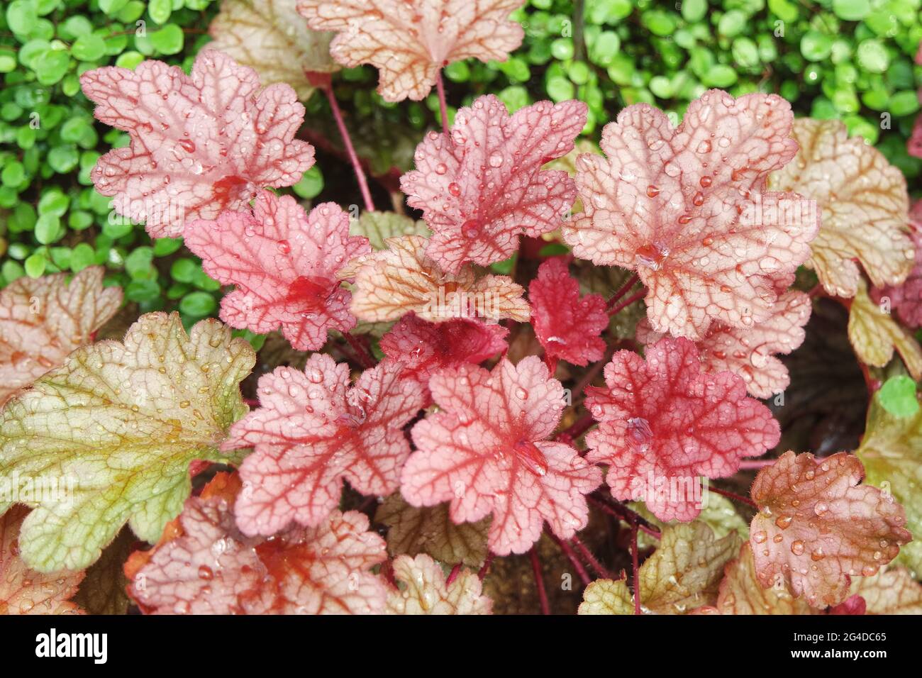 Heuchera Paprika Coral Bells Stock Photo Alamy