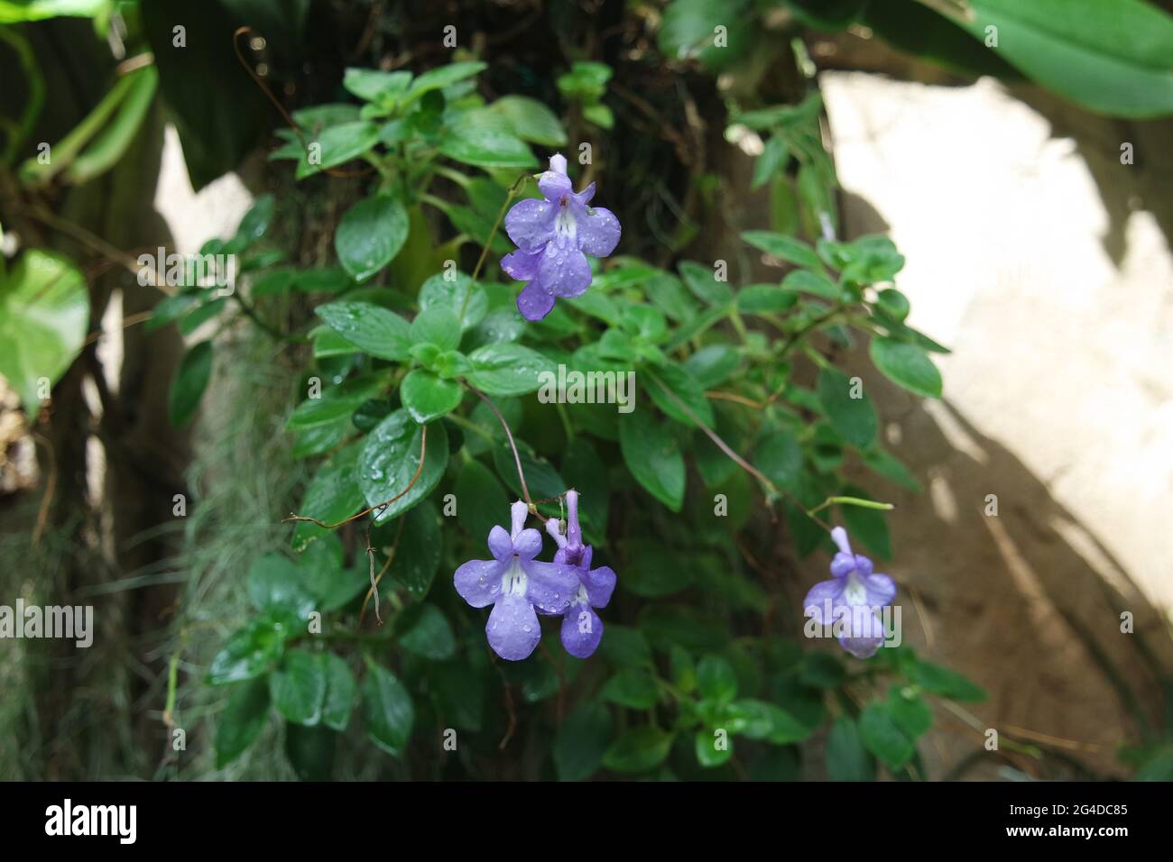 Cute Flowers Concord Blue Streptocarpella Streptocarpus saxorum Stock Photo