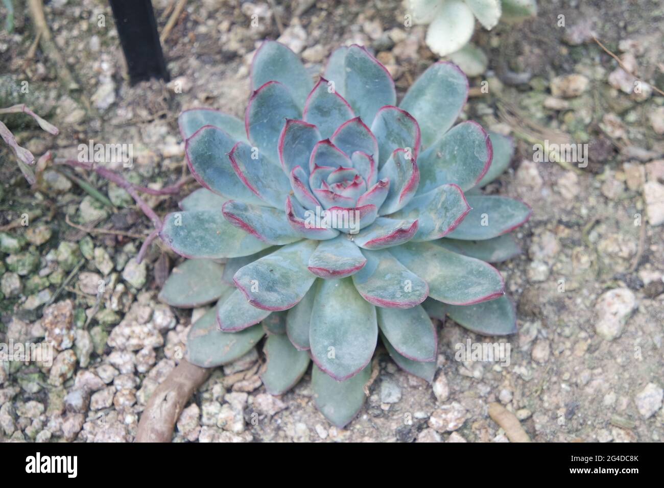 Echeveria Succulent Plants Stock Photo