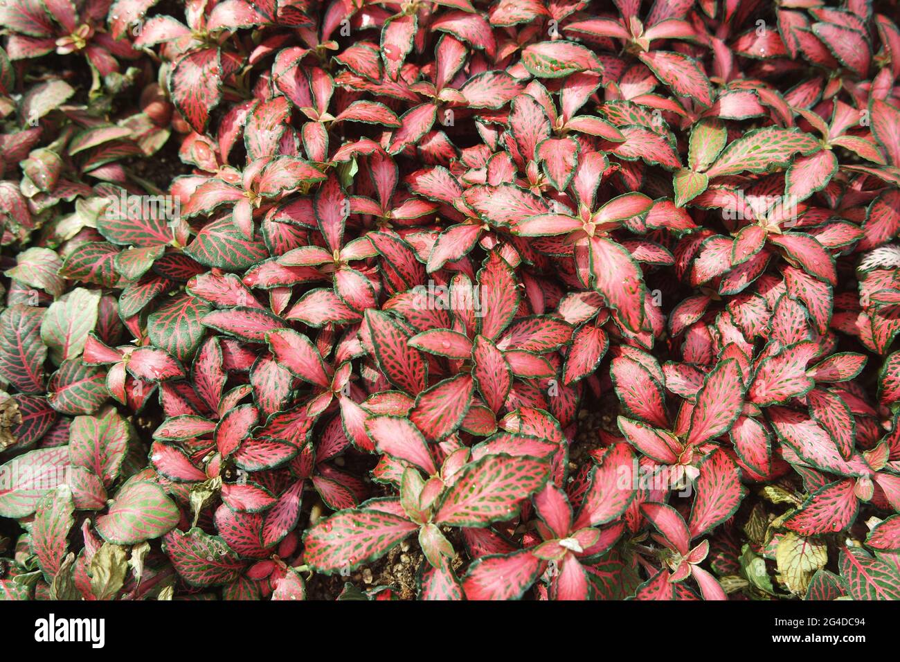 Fresh Fittonia Red Star Red Angel Stock Photo - Alamy