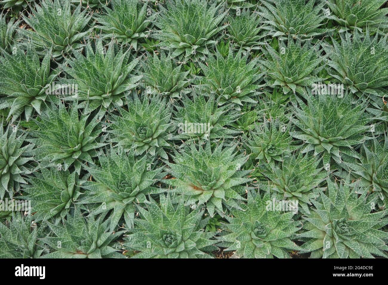 Haworthiopsis Attenuata Zebra Cactus Background Stock Photo