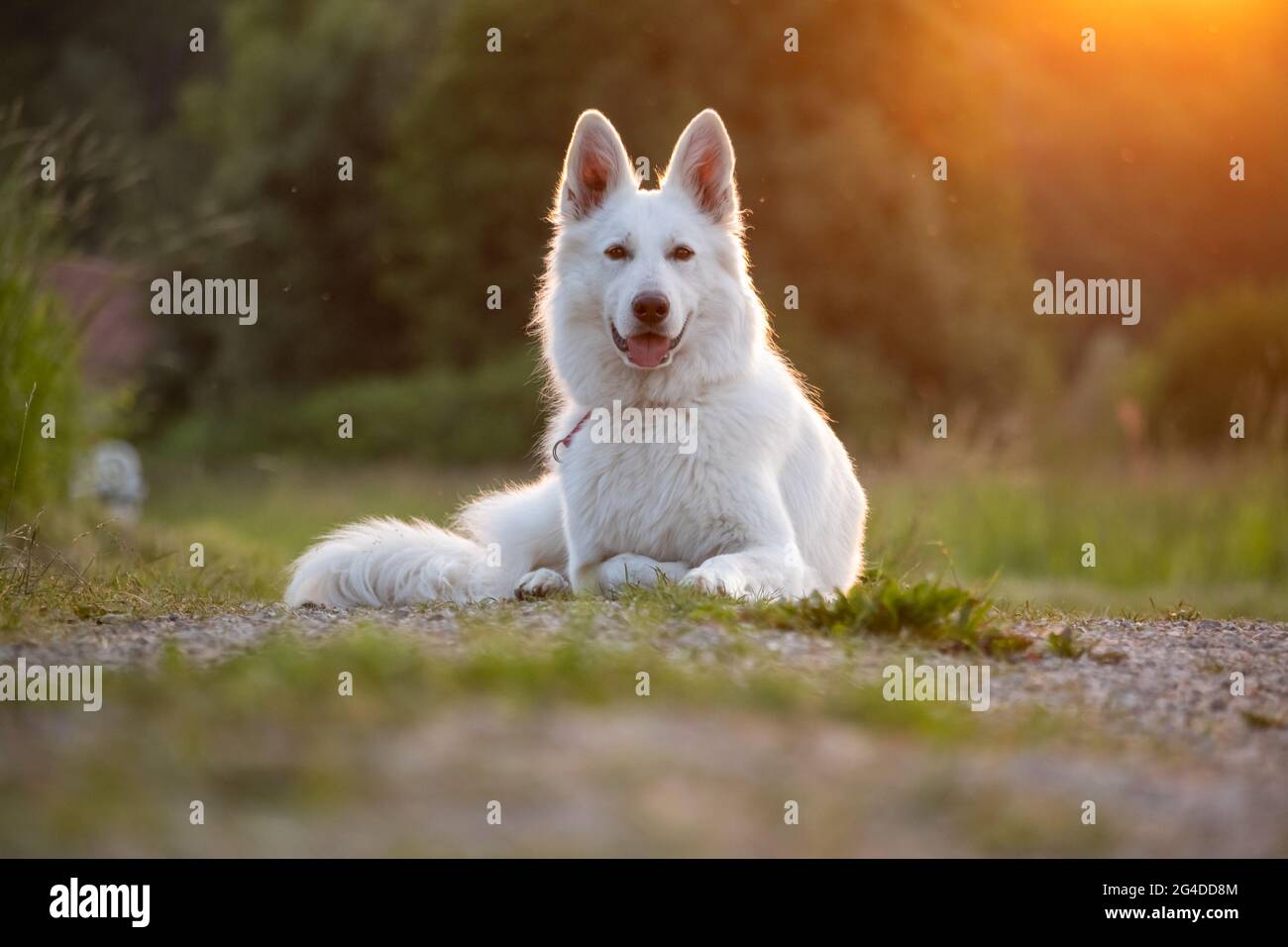 White Swiss Shepherd Dog outdoor portrait in nature. Stock Photo