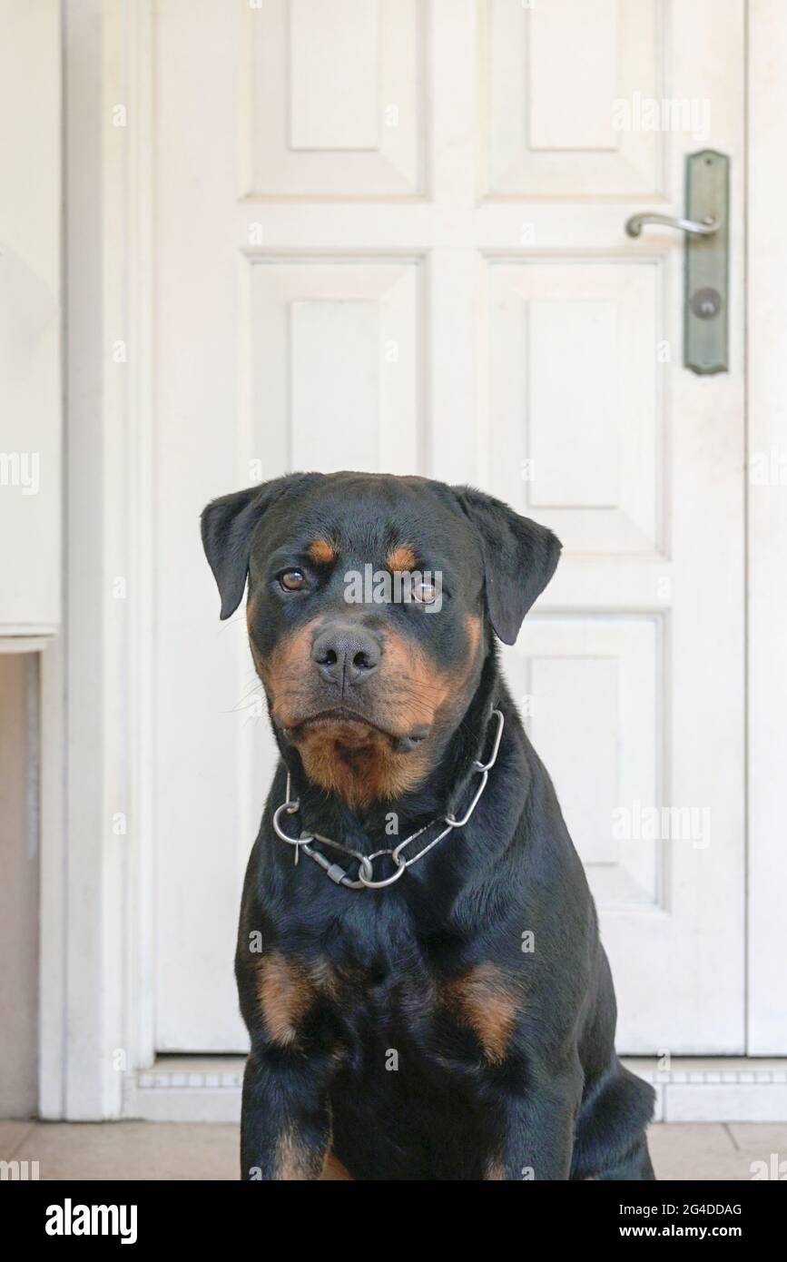 Dog door for rottweiler hot sale