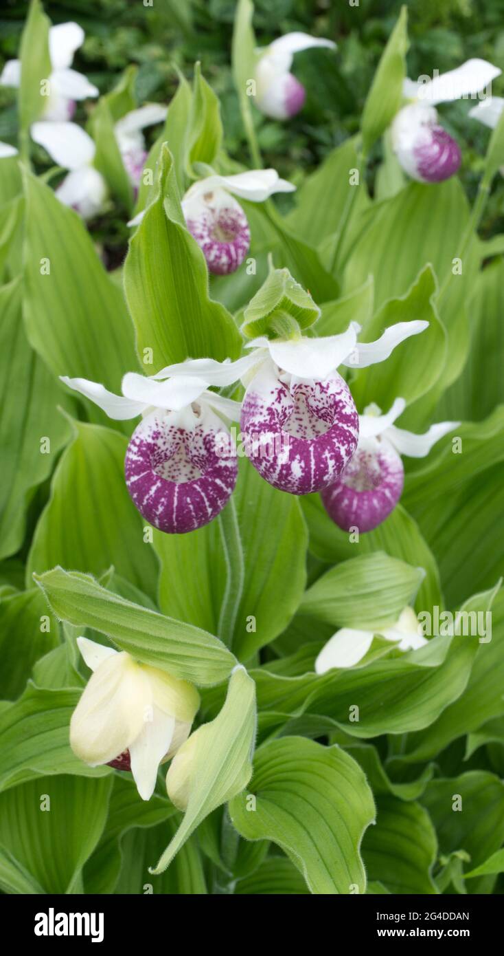 Pretty white orchid pink spots hi-res stock photography and images - Alamy