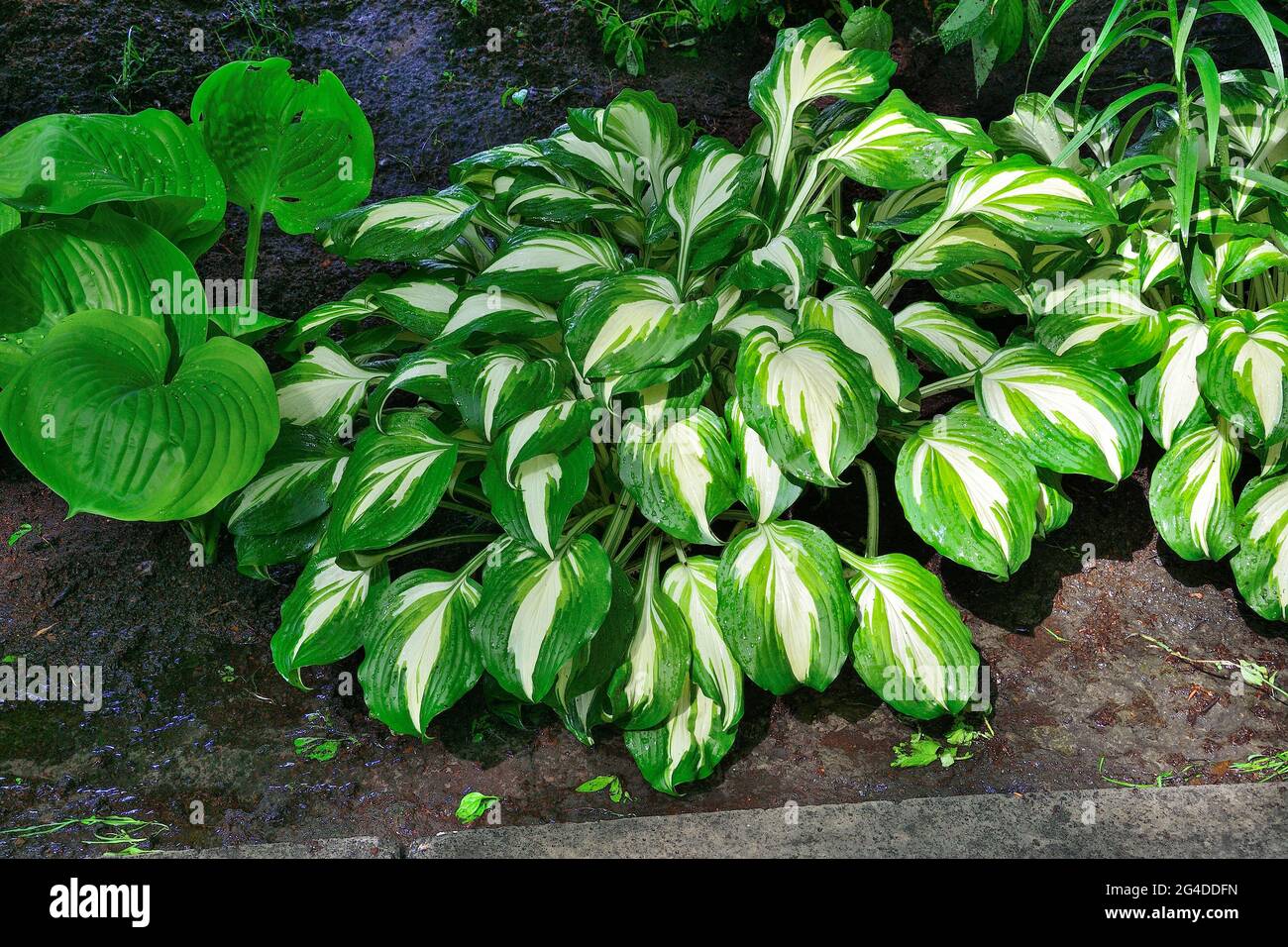 Hosta undulata Mediovariegata emerald with curling white green variegated leaves - ornamental shade-tolerant plant for landscape design of park or gar Stock Photo