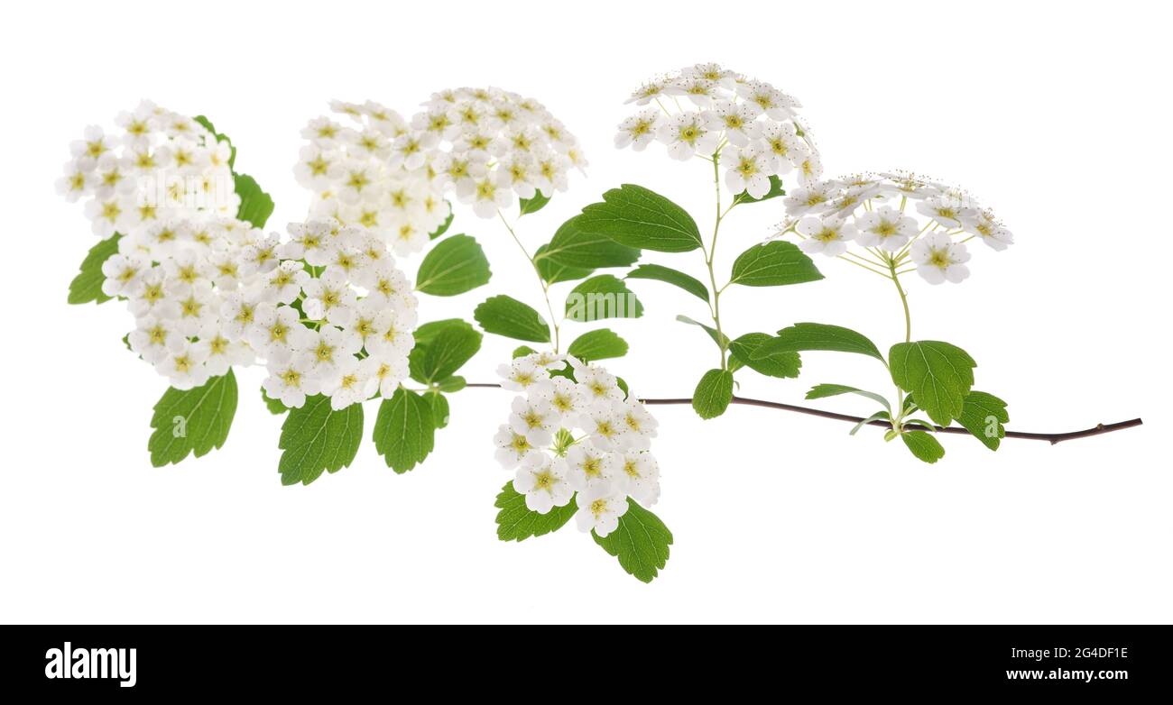 Spirea flowers isolated on  white background Stock Photo