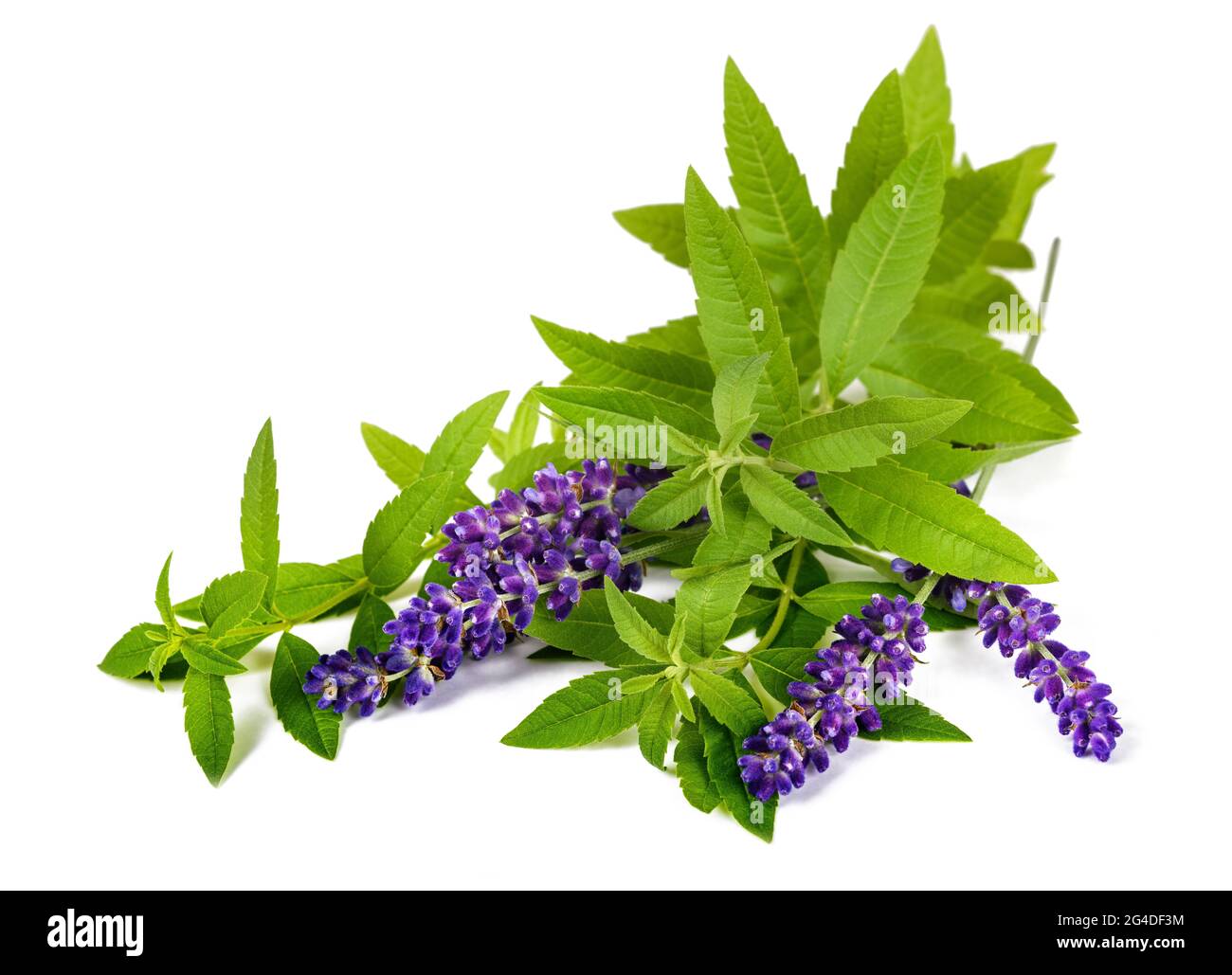Lemon verbena and lavender isolated on white background Stock Photo