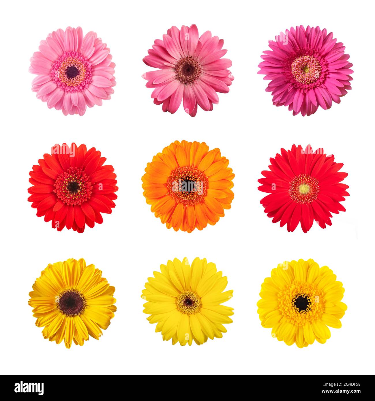 Gerberas flowers mix isolated on white background Stock Photo