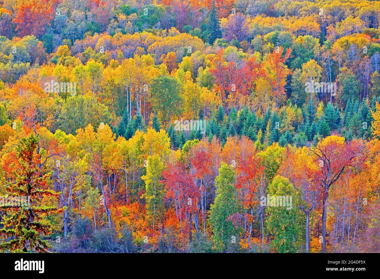 Aerial view of mixed Forest in beautiful autumn colors, British Columbia, Canada Stock Photo