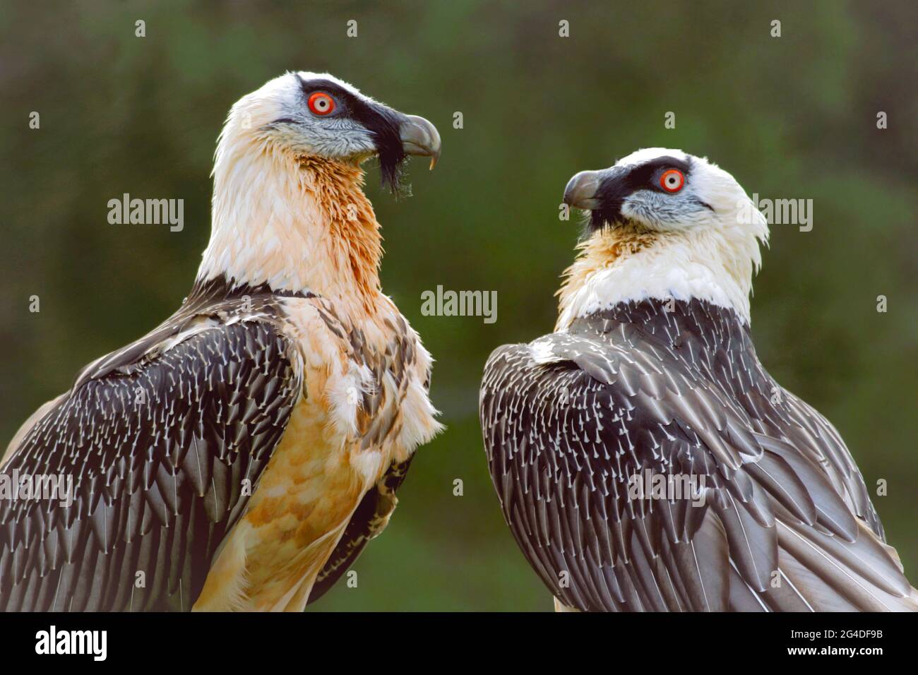 Bearded Vulture, pair in breeding plumage sitting together, closeup. Stock Photo