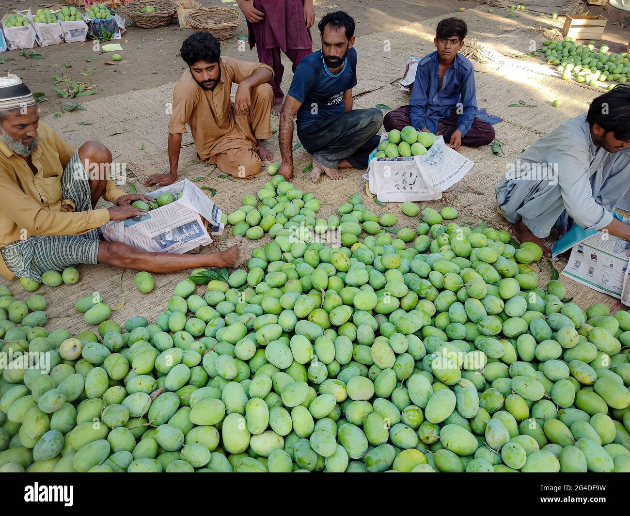 best mangoes in the word are from south punjab and sindh in pakistan A