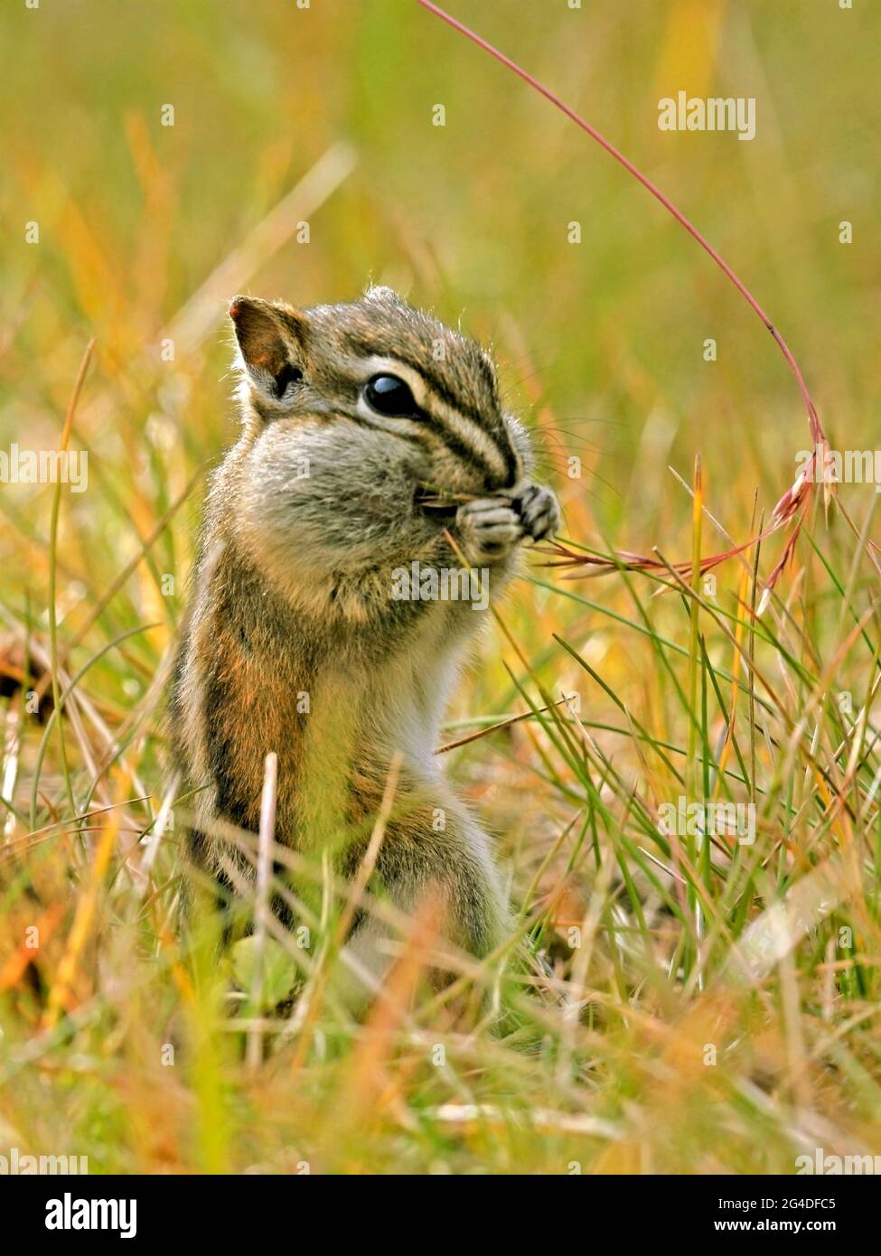 Least Chipmunk feeding on grass seeds, stuffing chick pouches with food. Stock Photo